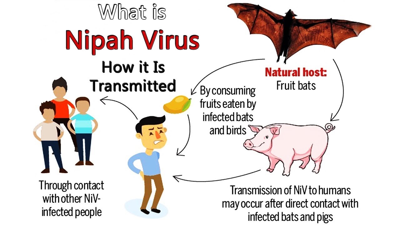 Image result for nipah virus